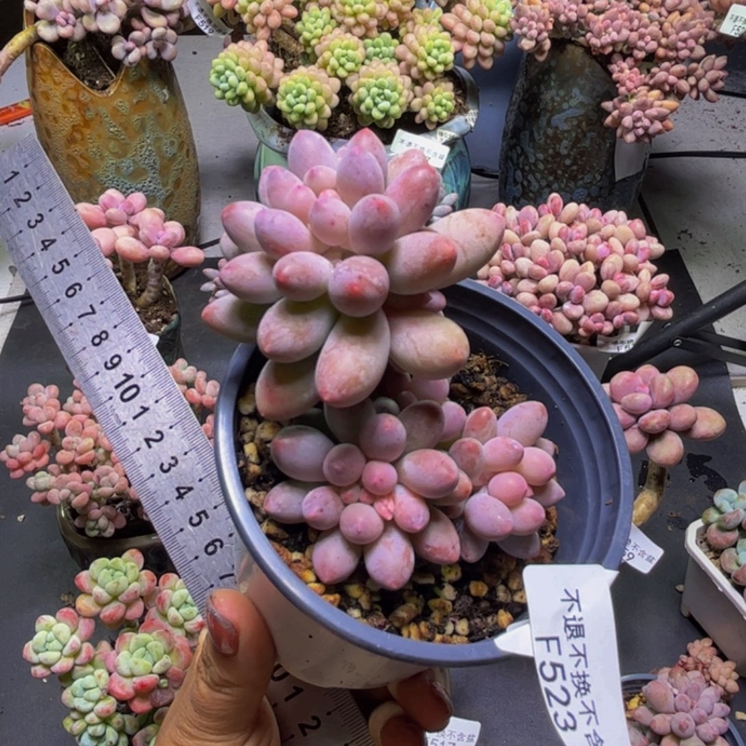 香水手指奶酪523/6cm
