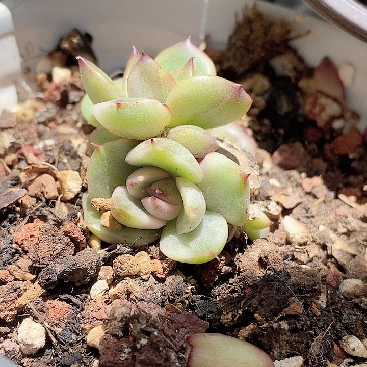 野马锦一物一拍，