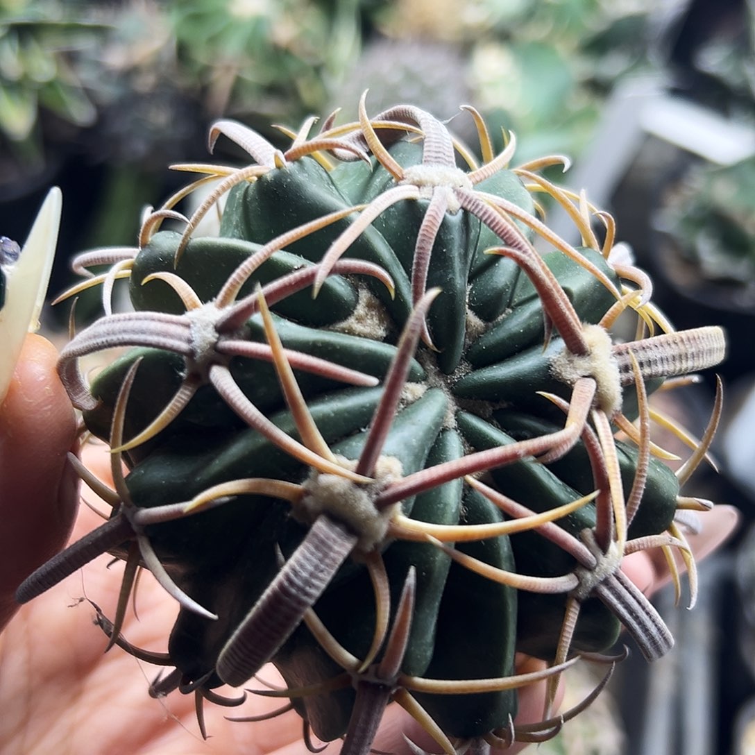 武藏有根仙人球66666666