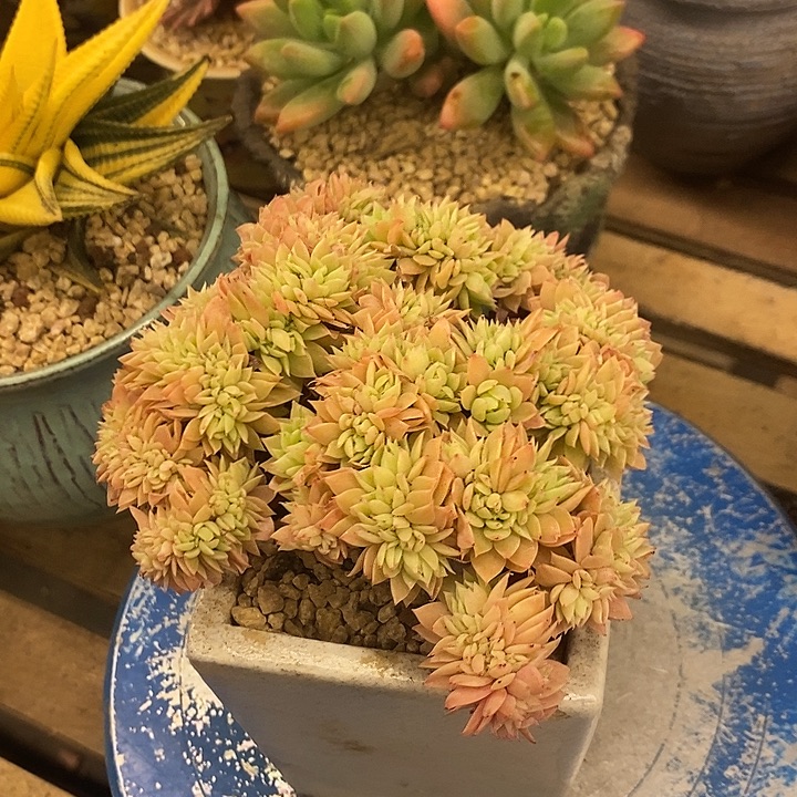 多肉植物肉肉植物