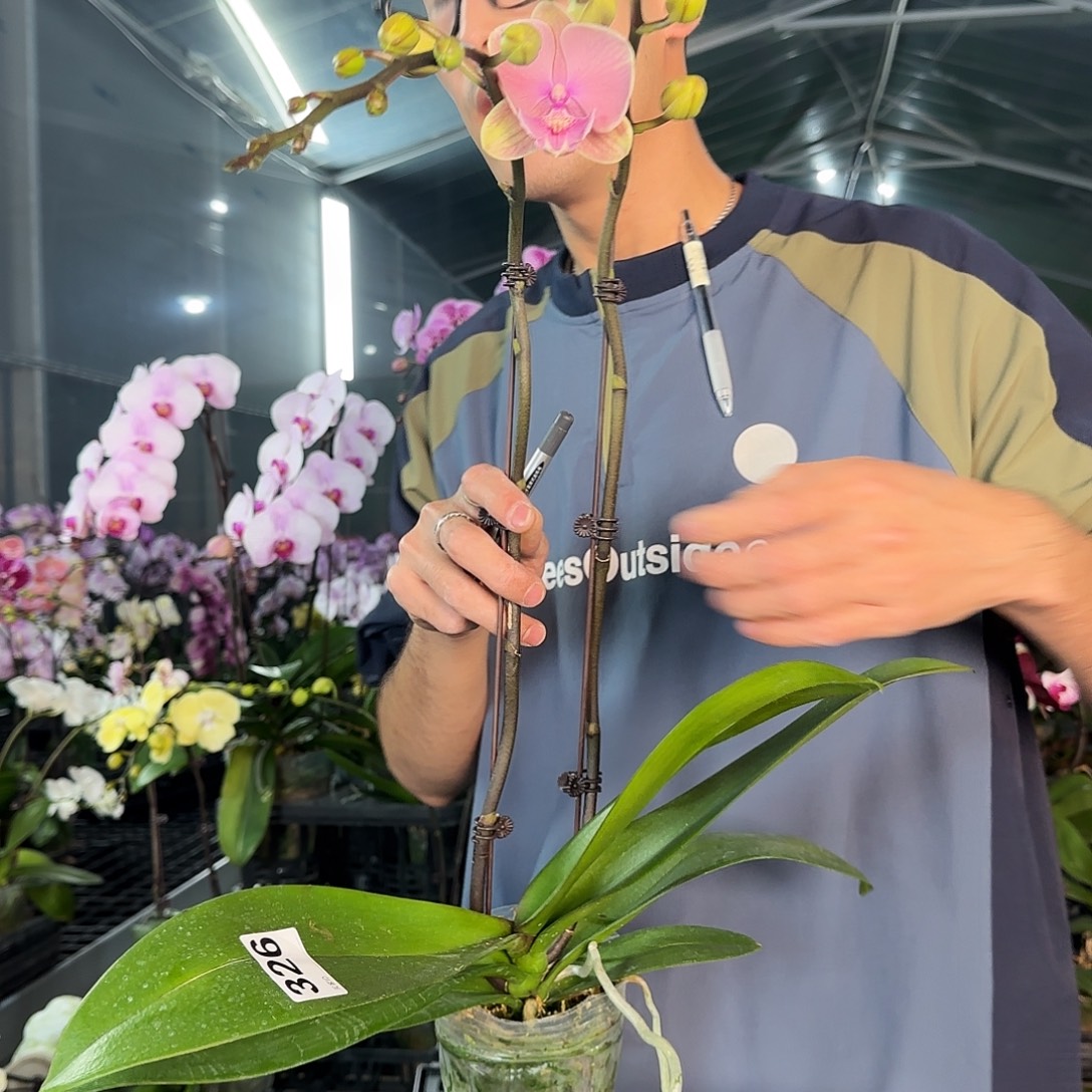 完全开放326芳美传奇一棵