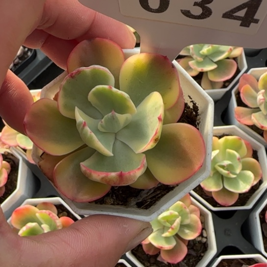 34西洋牡丹锦一物一拍多肉