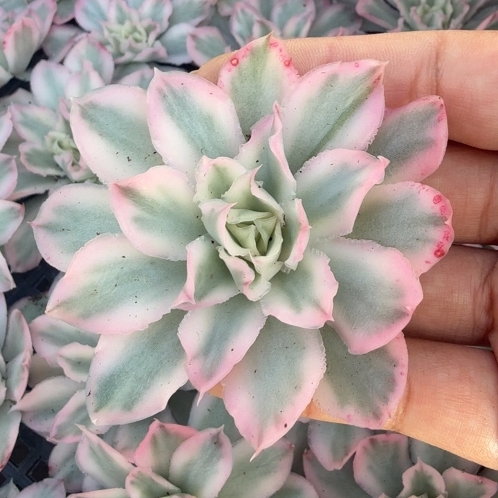 紫蝴蝶锦 主头腹轮锦无根 