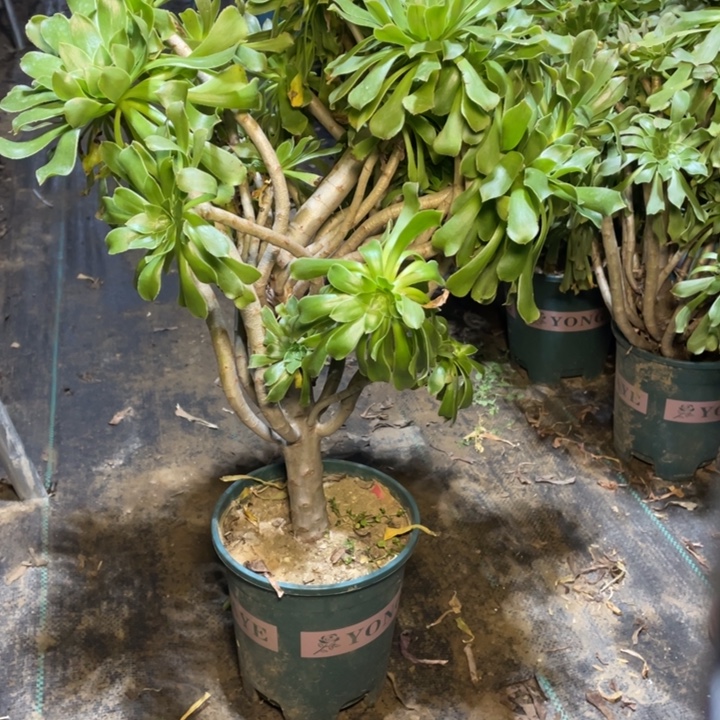 74原始绿法师多肉植物多肉