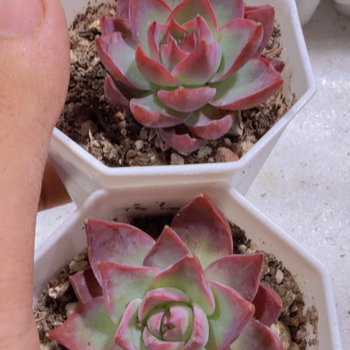 惊鸿仙子八角盆一颗