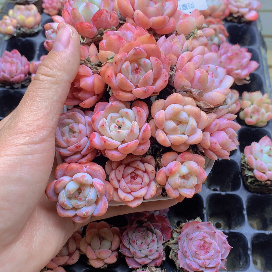 我要去看你了啊003