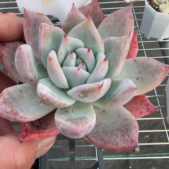 浮**影21嫦娥一物一拍多肉