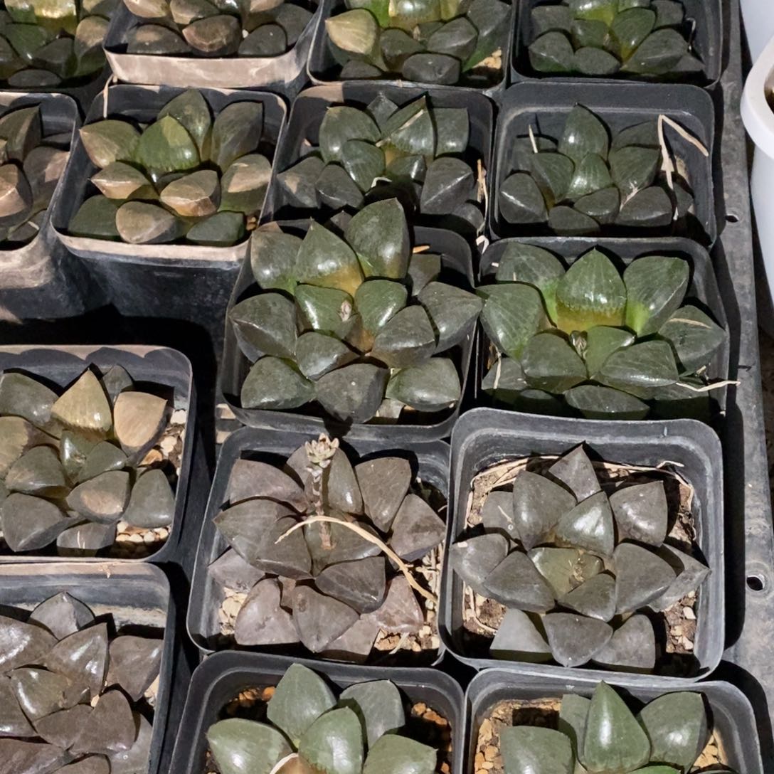 103 一颗大日月潭 新年福利