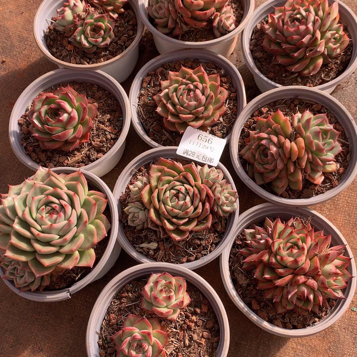 【闪购商品】云656号