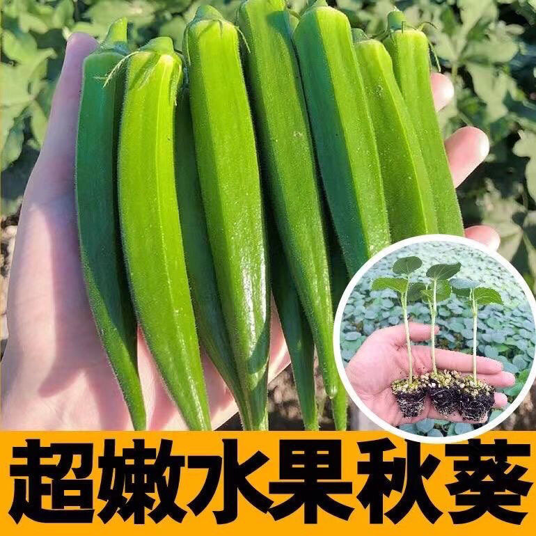 精品水果秋葵苗带土发货红黄秋葵春季种植 寿光苗场直发