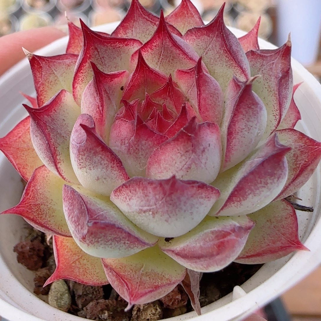 花语多肉0104-186女王