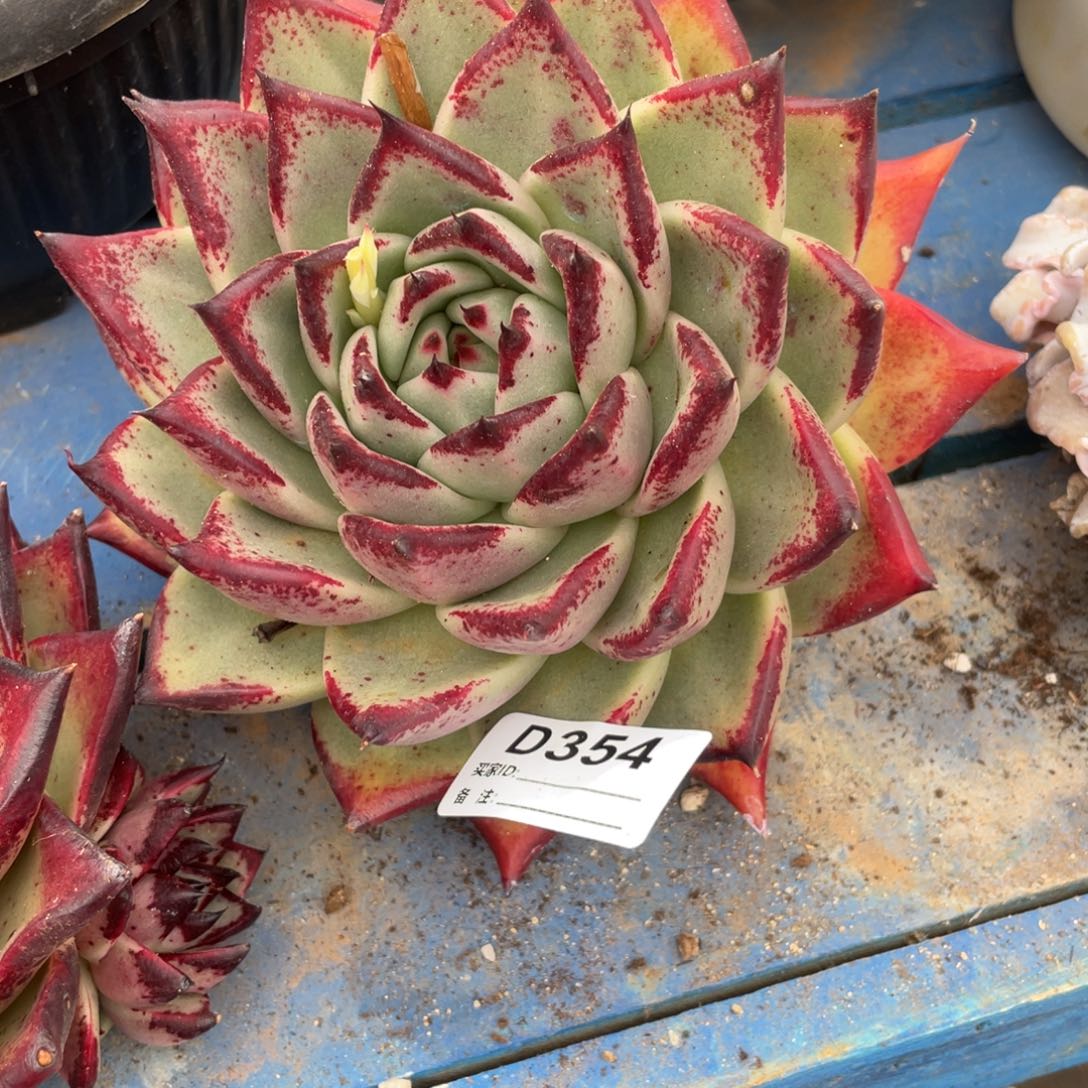 无花朵若如东云组拍D354