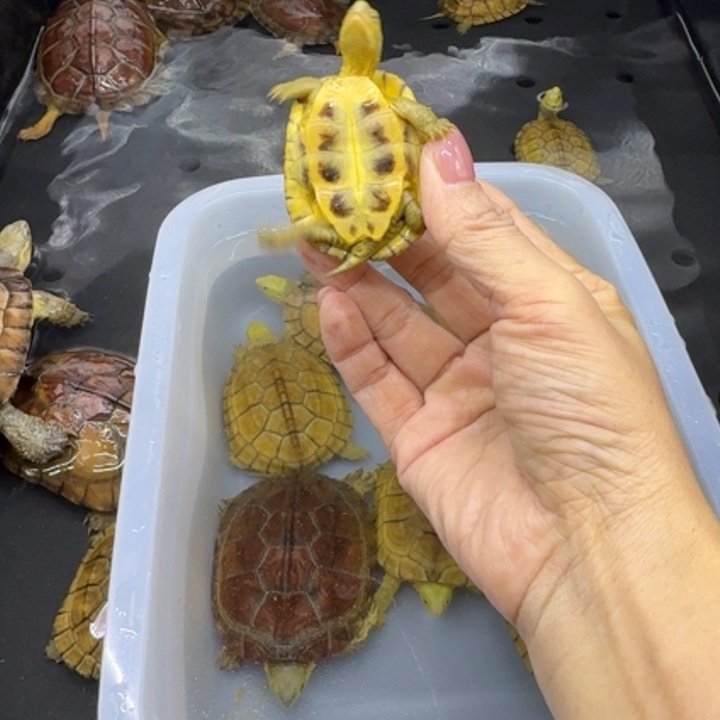 C***6宠物龟公母搭配背甲5.1