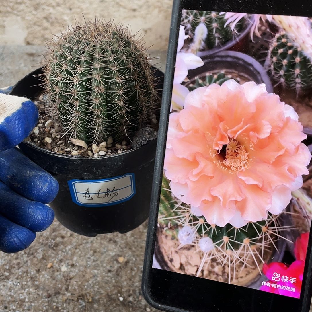 卷卷粉自根球5公分以上满18包邮