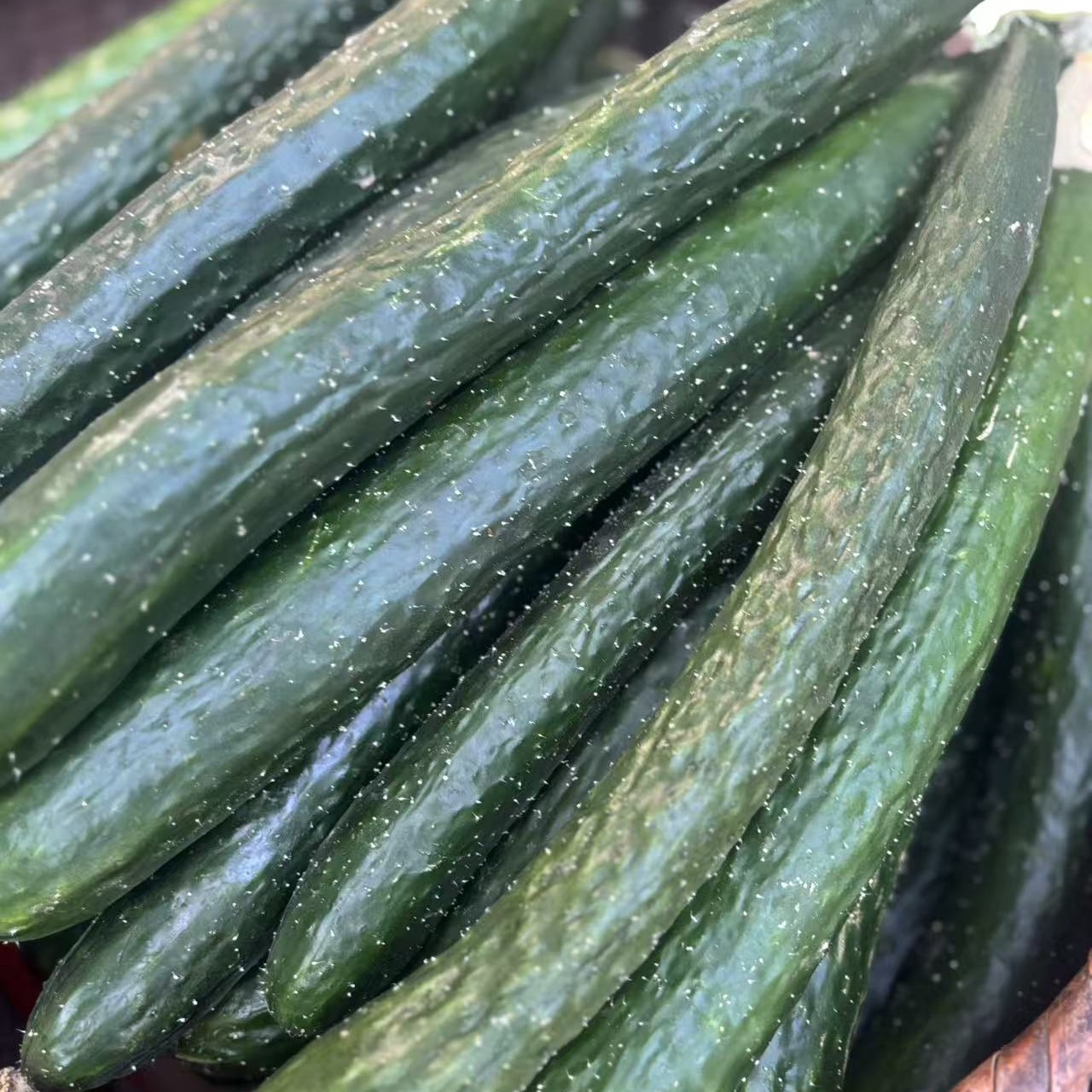 老品种青皮黄瓜 农家肥灌溉 无激素