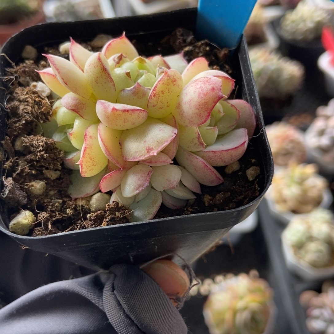 901胖虎珍妮多肉植物