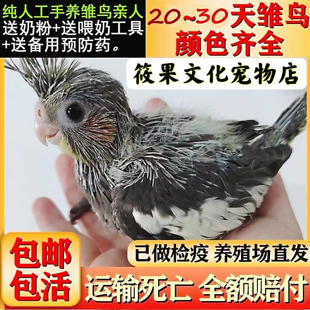 玄凤鹦鹉牡丹雏鸟活鸟紫罗兰适合手养宠物亲人粘人活泼听话好喂养