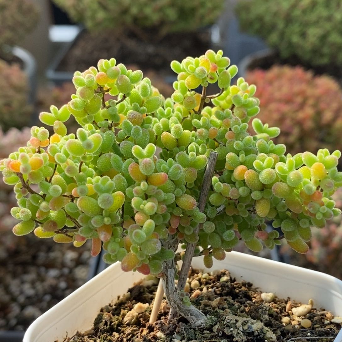 蜜橘糖球5732枝干番杏