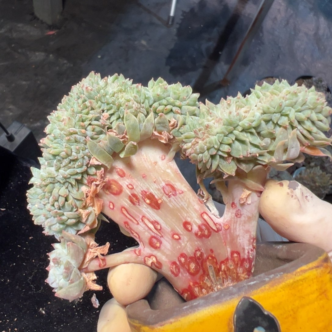 新年快乐 新年快乐