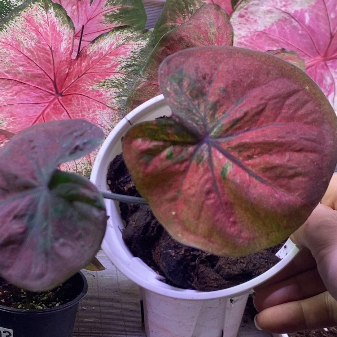 【闪购商品】不开花植物个体海王597