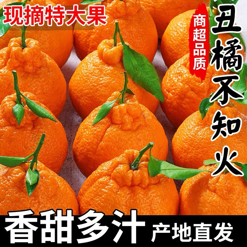【四川直发】正宗四川不知火丑橘新鲜橘子当季新鲜水果特级整箱包邮