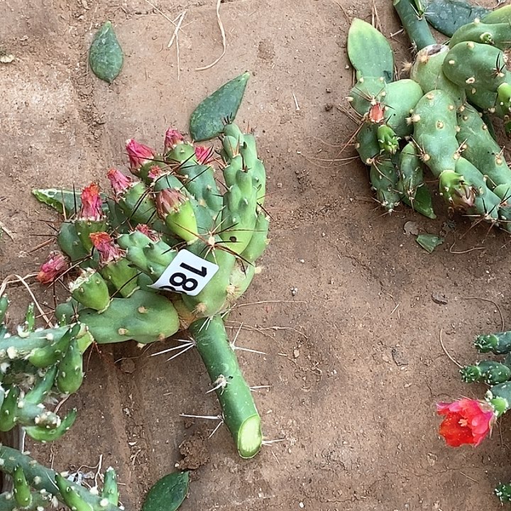 茗***上嫁接橙花团扇188包邮