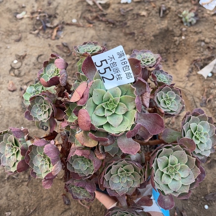 552沙拉碗手捧1h号棚