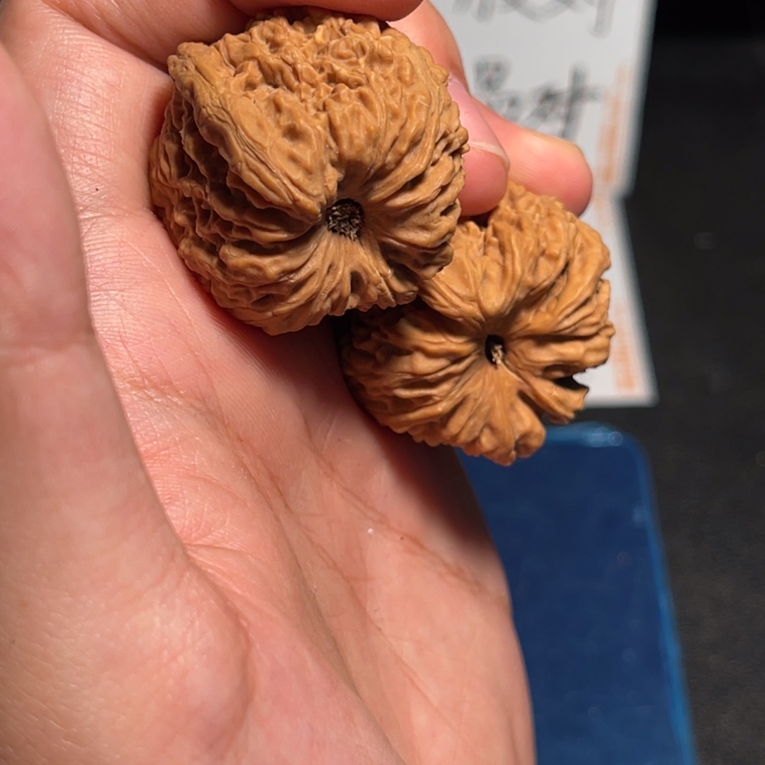 33全品红皮涿鹿凹底子弹头南疆黄多