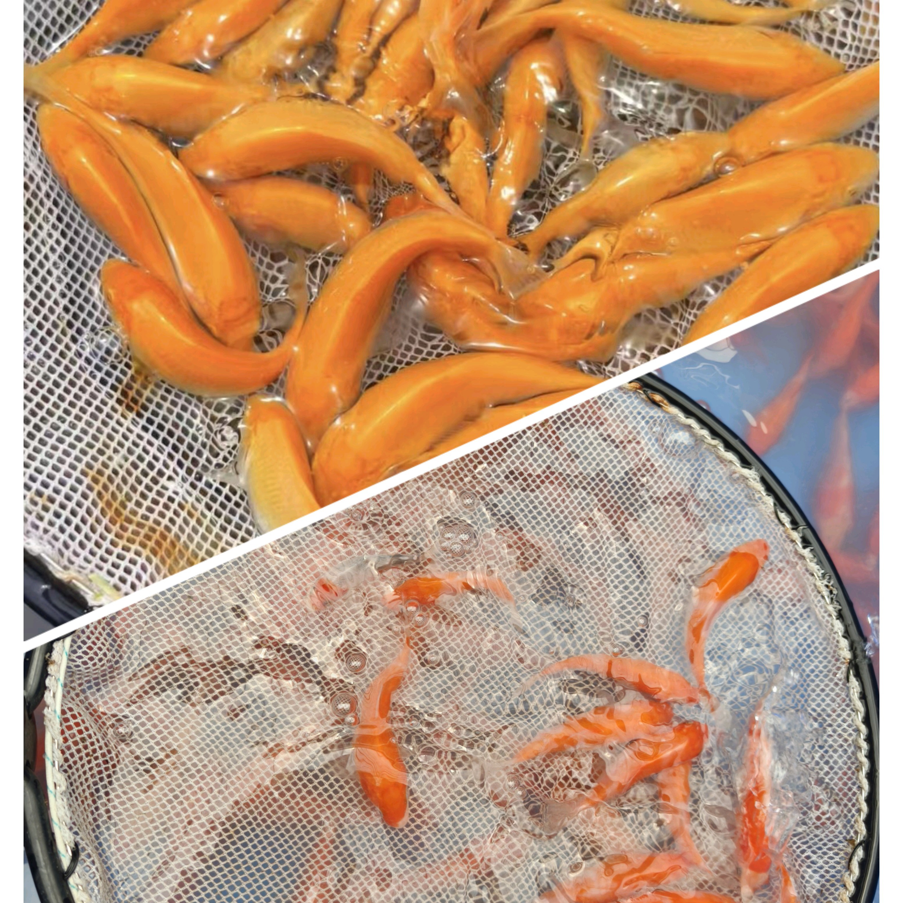 直播锦鲤，完美主义勿拍，包邮包活，包开箱视频