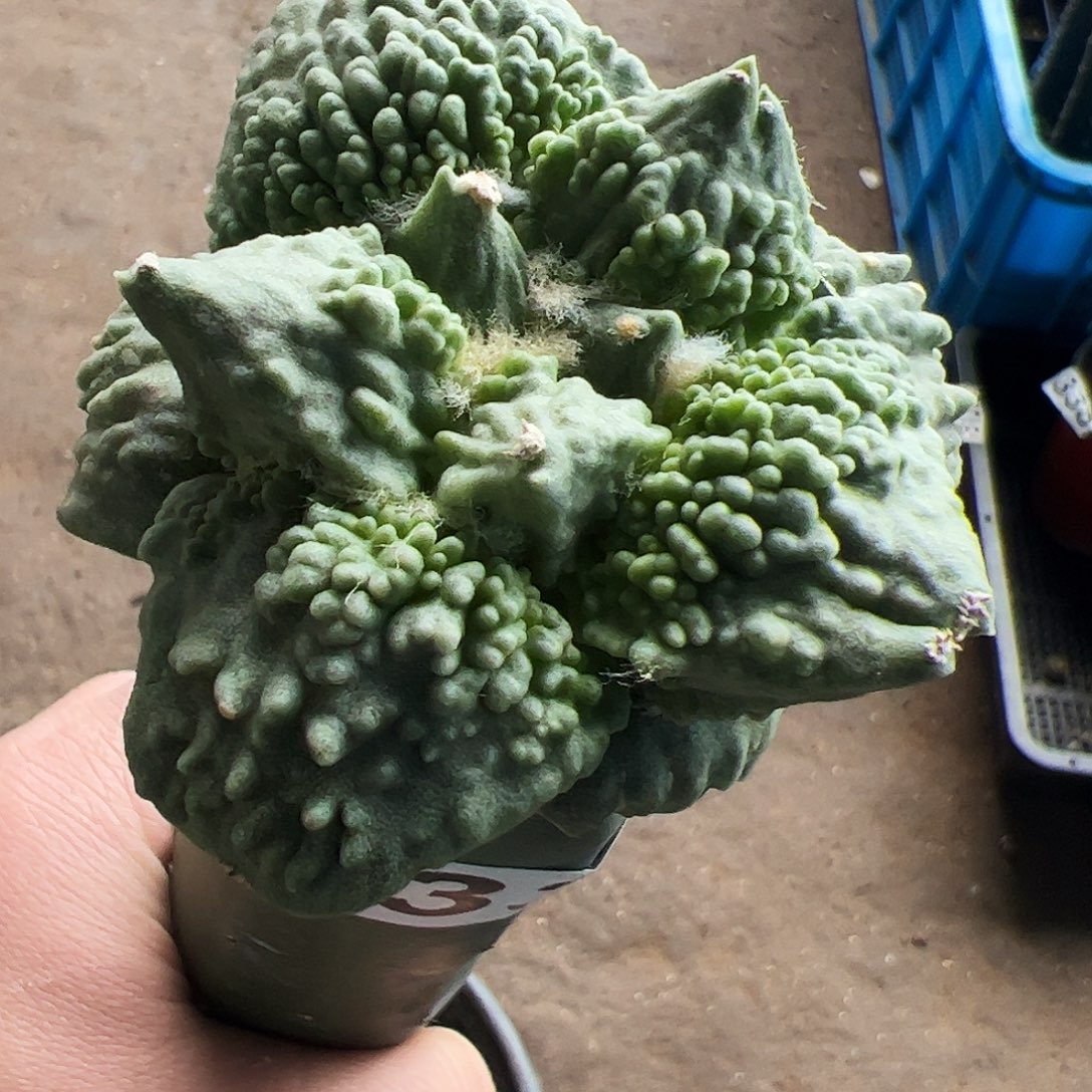 无花朵梦幻颗粒怒涛433