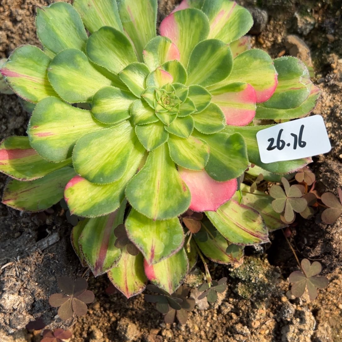 76知否多肉多肉多肉多肉