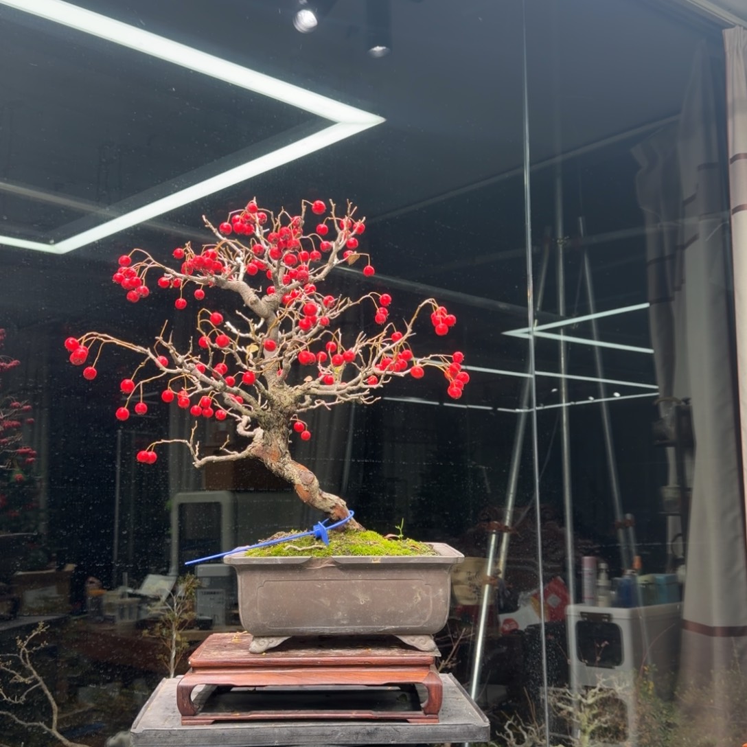宏***熙无花朵花卉苗木6982