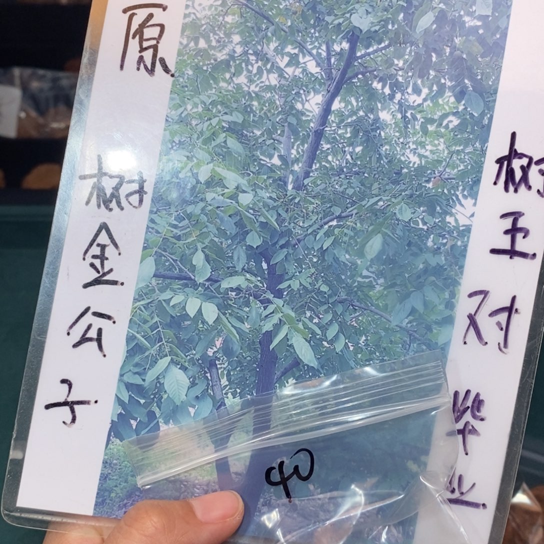 吊坠文玩核桃40金公子