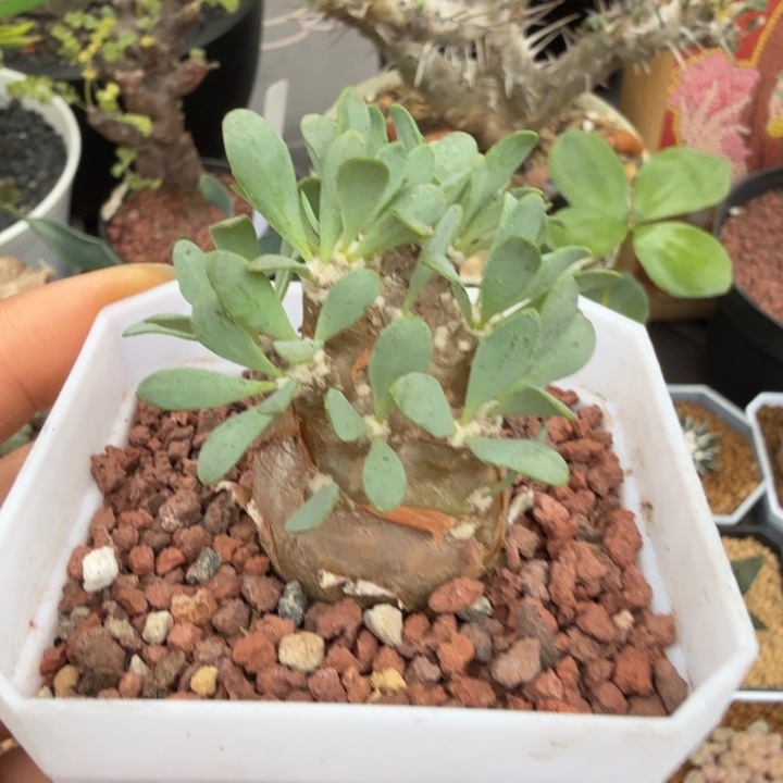派马杂厚墩菊（满28包邮）仙人球块根