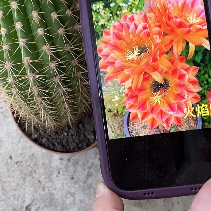 魔术仙人球，258800