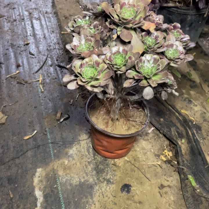 34灰圆叶多肉植物