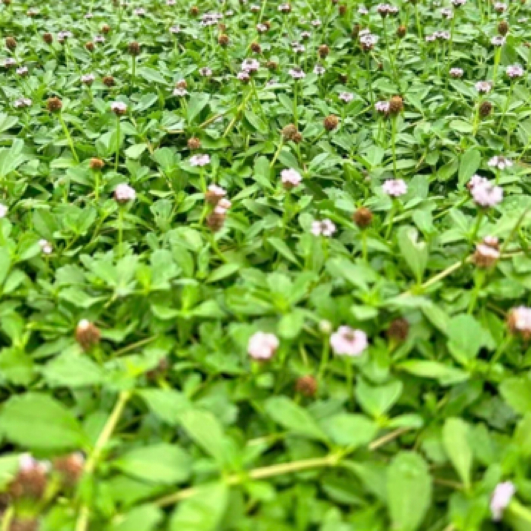 姬岩垂草地被植物用于庭院园林公园绿化易成活