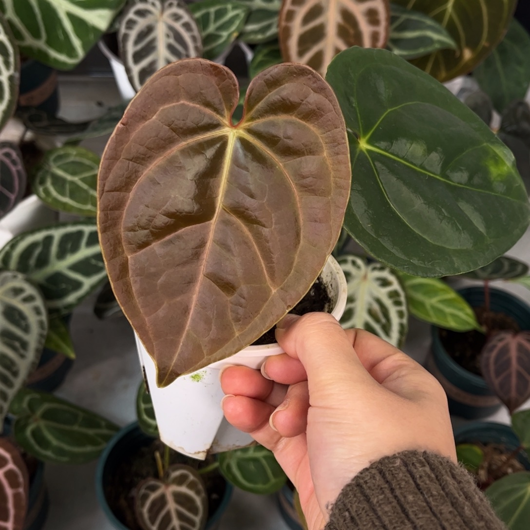 无花朵009 铜锣烧杂奢华