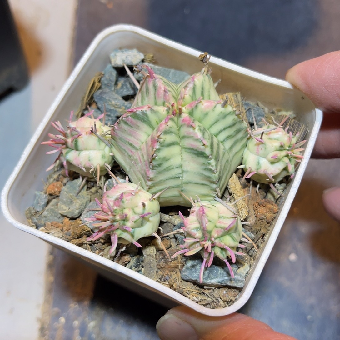 斑马锦大群一物一拍