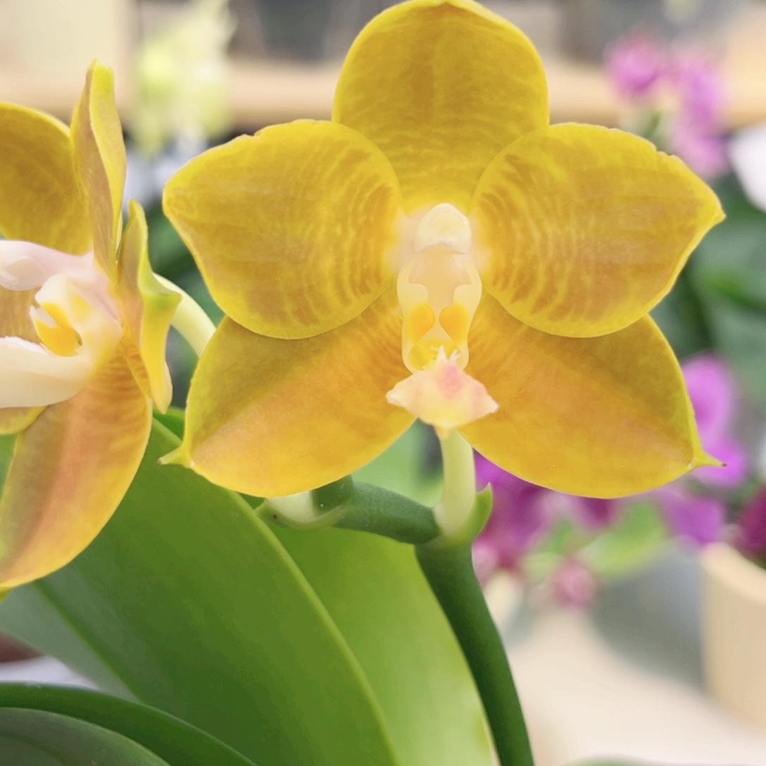 完全开放2.5寸熊王开花株