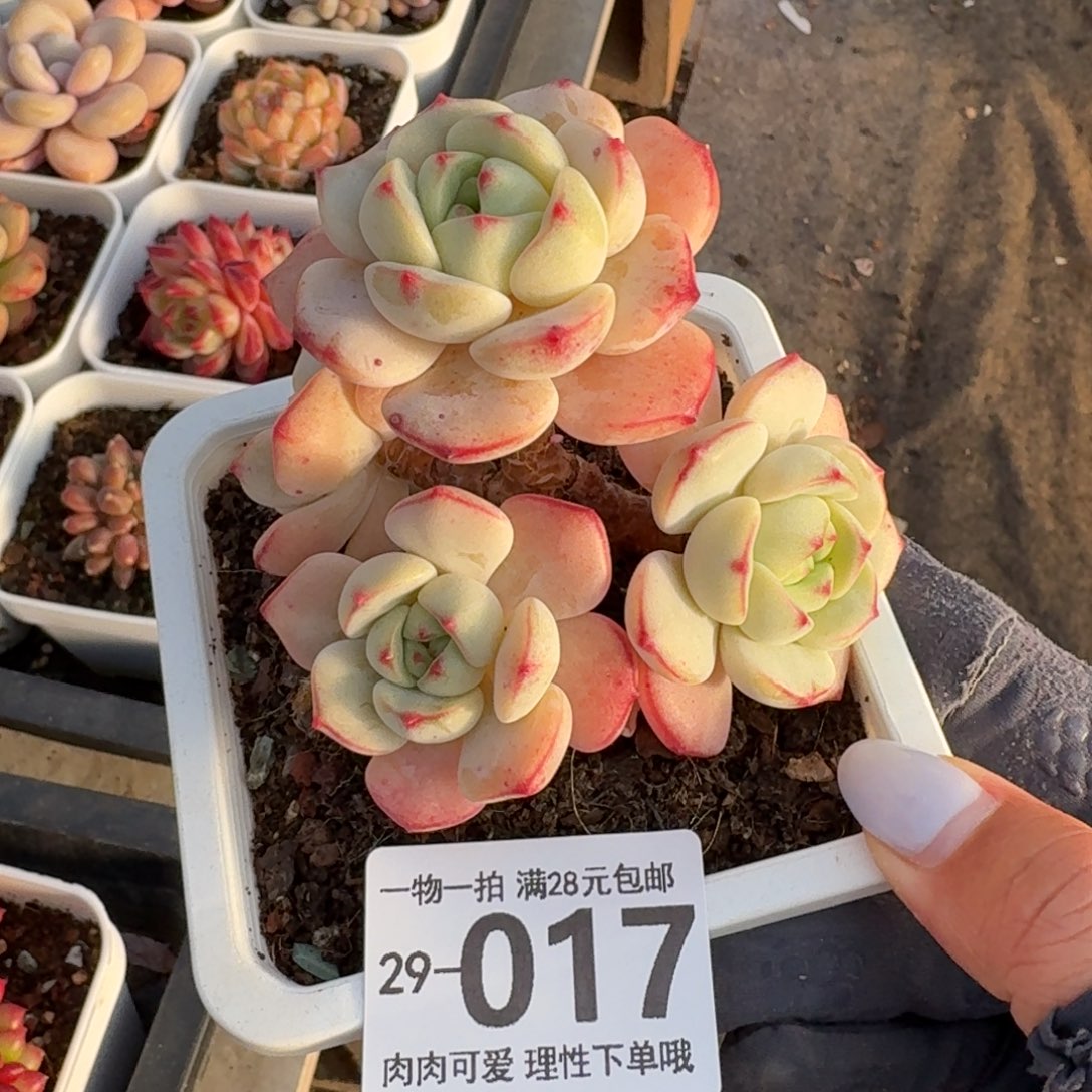 白底香草无盆土发货无