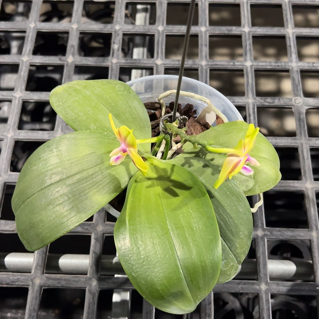 K***G大部分开放少量花苞