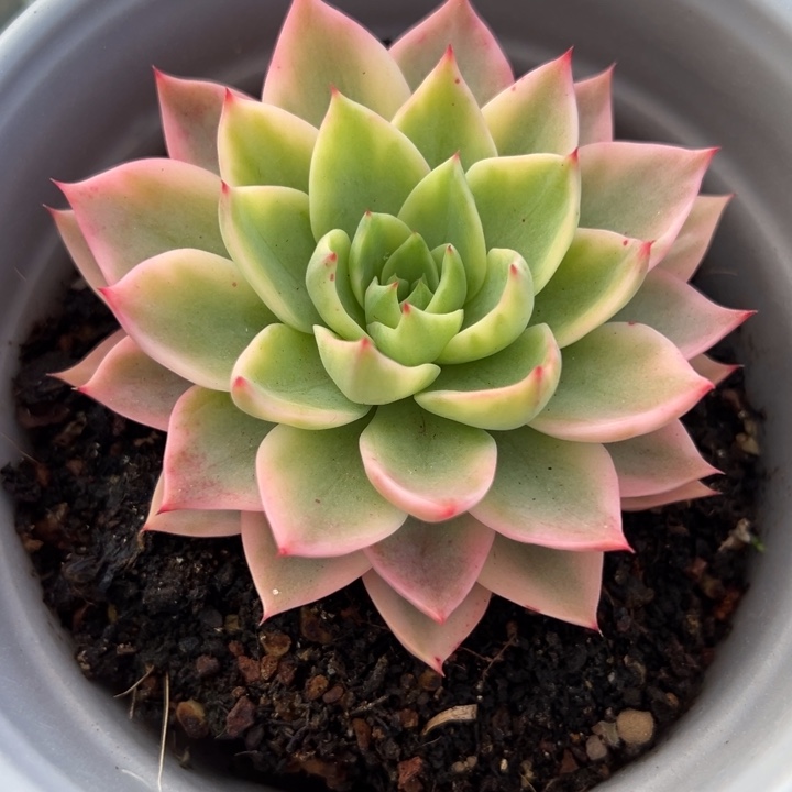 哈密瓜锦一物一拍锦龙