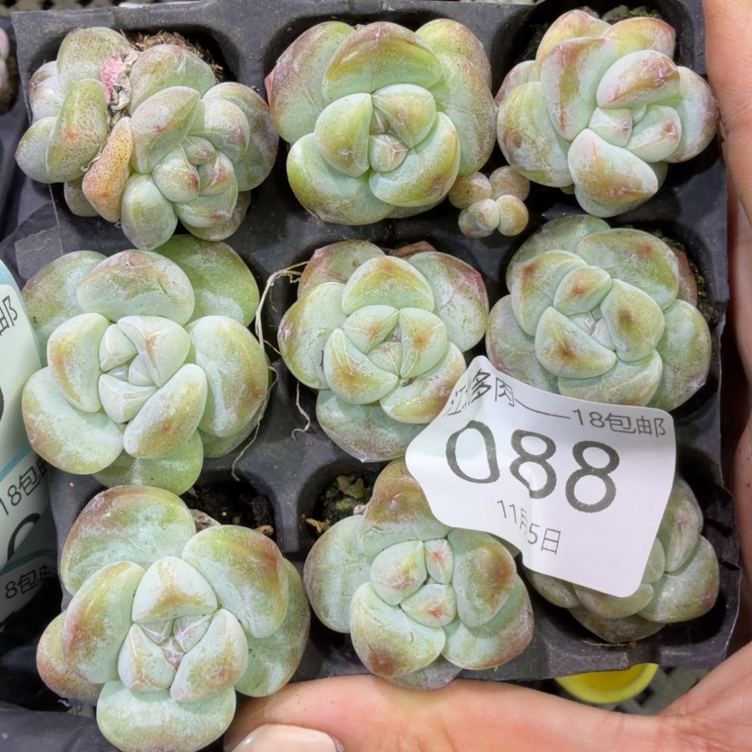 88号到手1框江北多肉