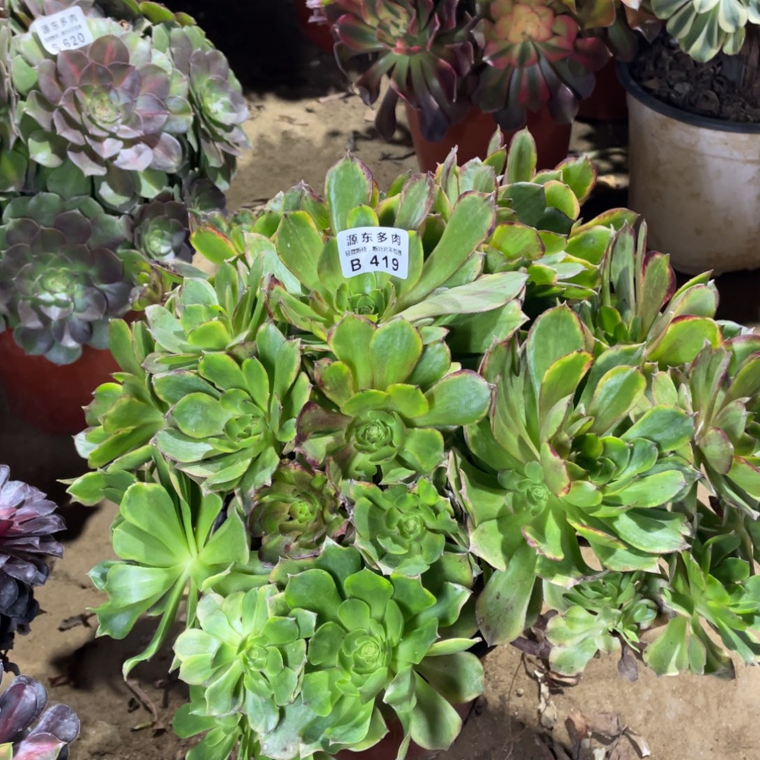 419斑斓多肉法师断枝不包