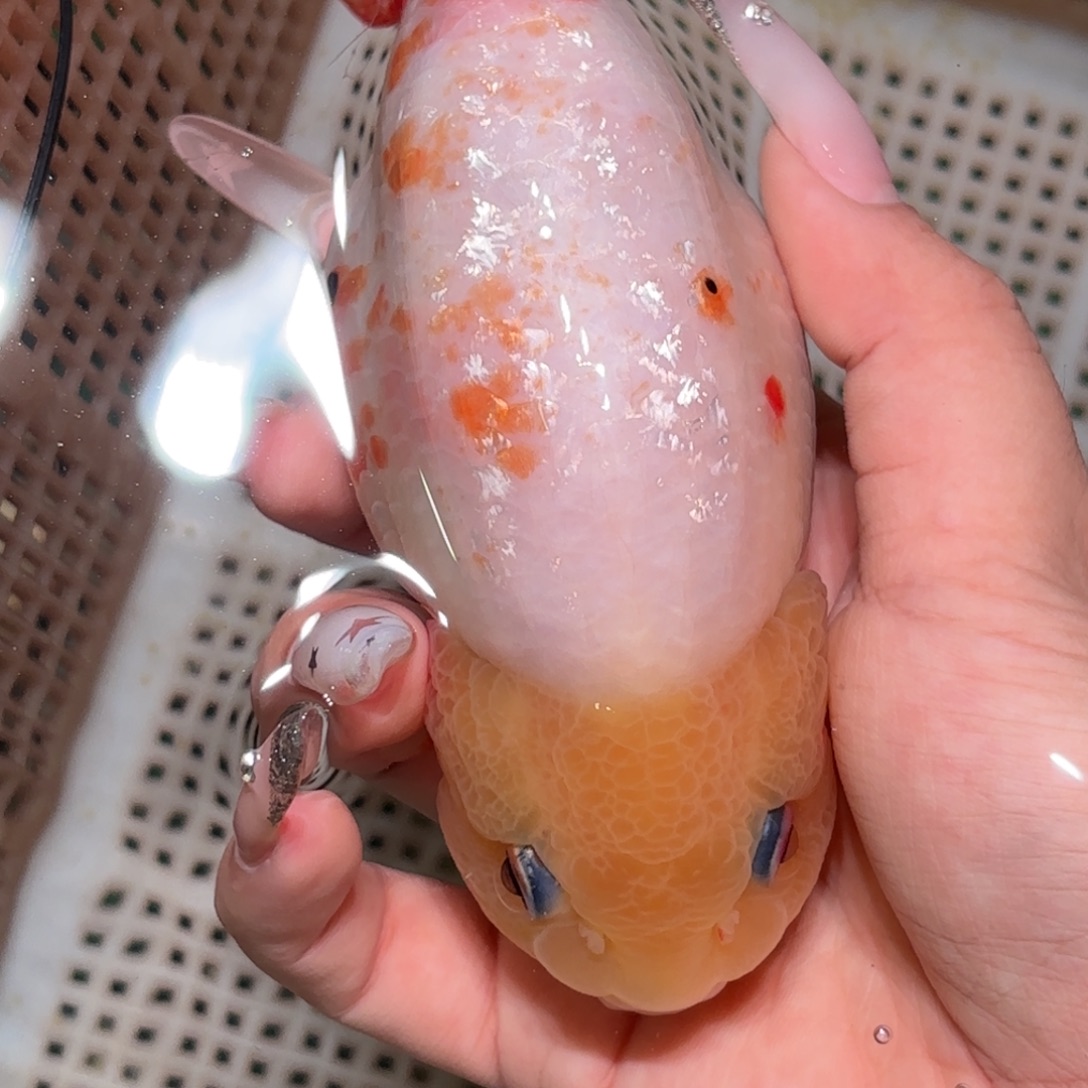 桂***猫金鱼拍包装包邮，不拍包装运费到付