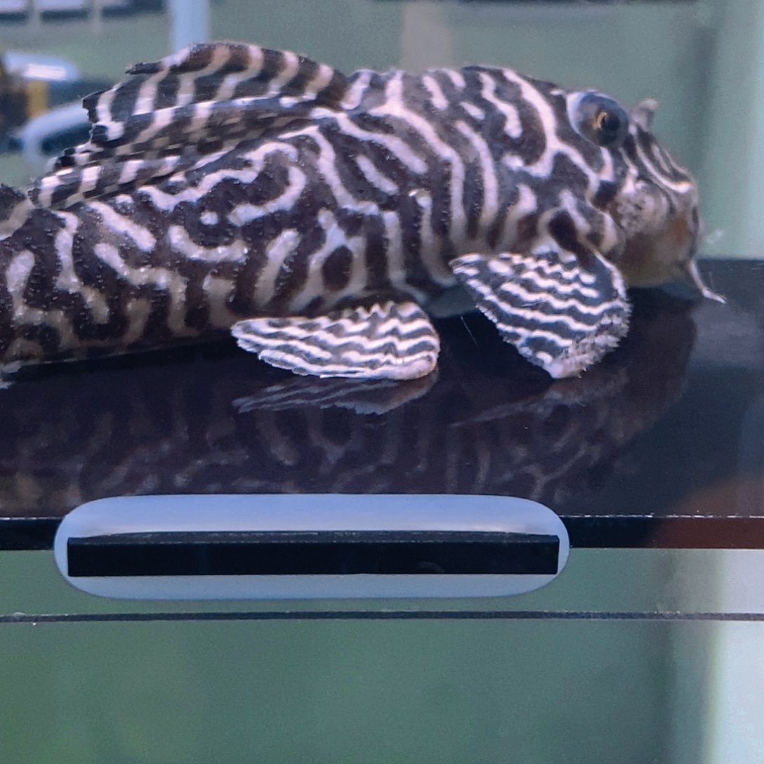 清道夫鱼帝王公鱼20号