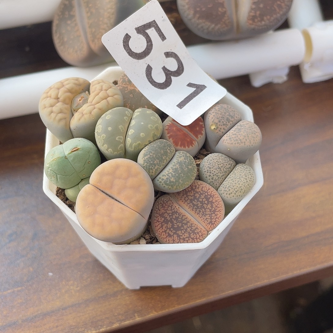 奶*生石花一盒5310000