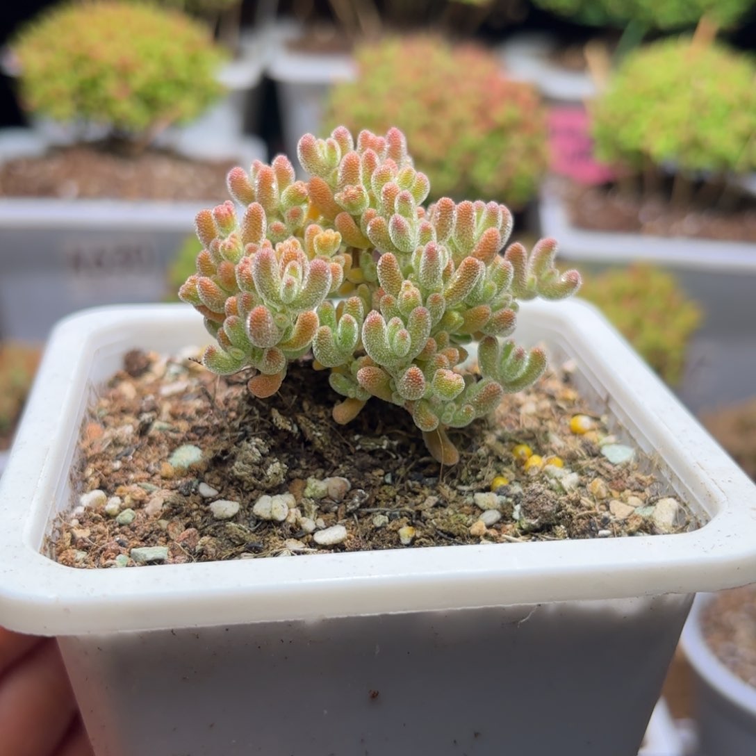 枝干番杏冰橙D091