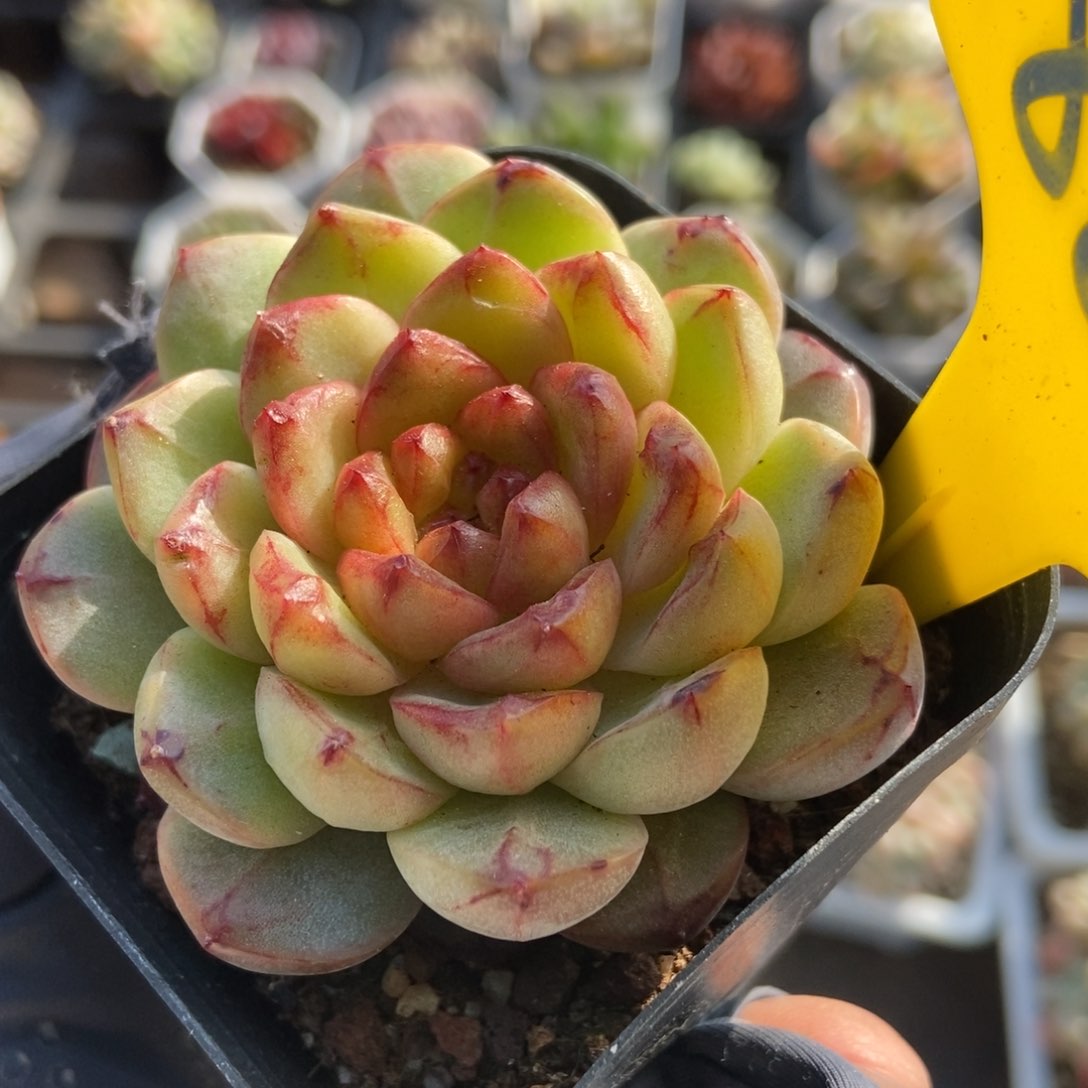 880糖果珍妮多肉植物保护